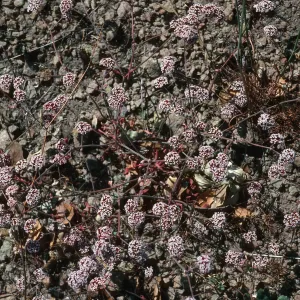 Chorizanthe wheeleri, Santa Cruz Island