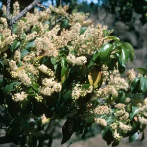 Prunus lyonii, Santa Cruz Island