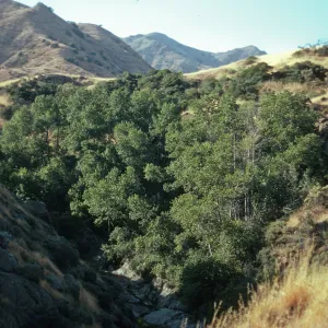 Populus trichocarpa, Canada Larga, Santa Cruz Island