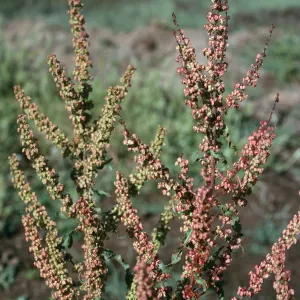 Rumex crispus, Prisoners Harbor, S. Cruz I.