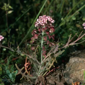 Thysanocarpus conchuliferus,upper W fork Orizaba Cyn. S. Cruz I.