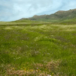 Dichelostemma, N. of Christy barn, S. Cruz. I.