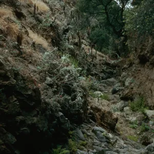 Tinkers Canyon, Santa Cruz Island