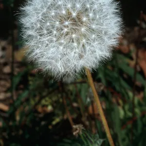 Agoseris grandiflora from San Miguel Island, SBBG