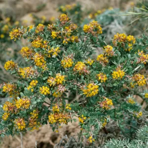 Lotus scoparius, Nidever Cyn., San Miguel Island