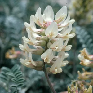 Astragalus miguelensis, San Miguel Island