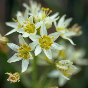 Zigadenus fremontii var. minor, Fig. Mtn. Rd. 