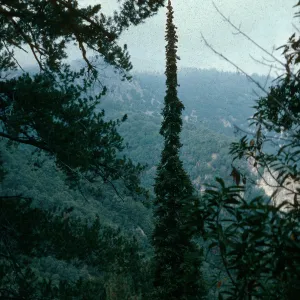 Abies bracteata, Cone Peak