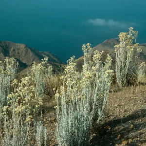 Gnaphalium microcephalum, N side Santa Cruz Island