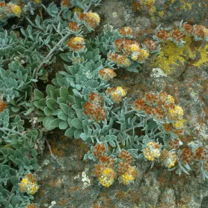 Lotus argophyllus niveus, trail W. of Picacho Diablo, S. Cruz I.