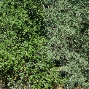 Quercus douglasii & Q. agrifolia (green) (Coastal Live Oak), Paradise Rd.