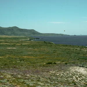 Abronia spp. China Pt. looking NW