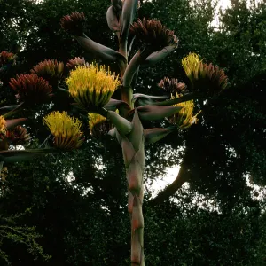 Agave shawii, SBBG desert section