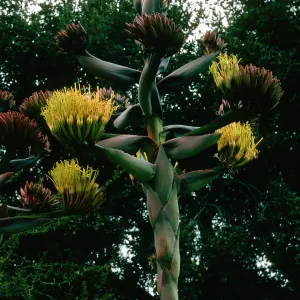 Agave shawii, SBBG desert section
