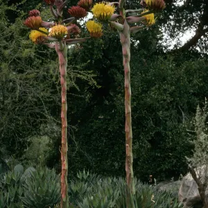 Agave shawii, SBBG desert section