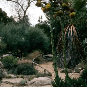 Agave shawii, SBBG desert section