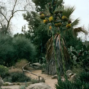 Agave shawii, SBBG desert section