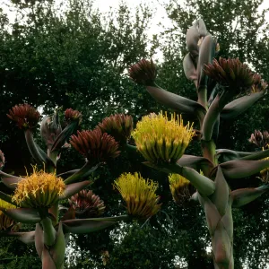 Agave shawii, SBBG desert section