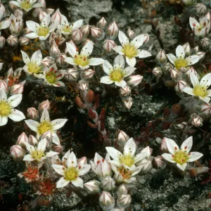 Dudleya blochmaniae insularis, South of BM OAR, Santa Rosa Island