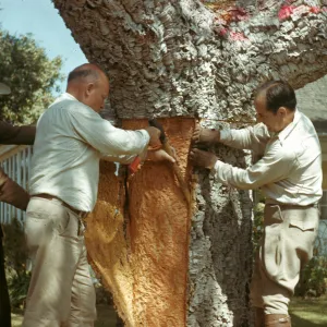 Quercus suber being stripped, Woody Metcalf in center