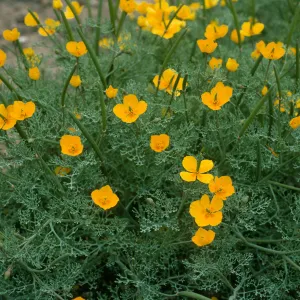 Eschscholzia ramosa, Eel Point Grade, San Clemente Island
