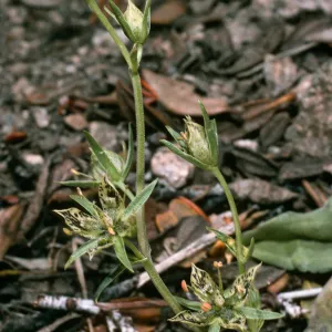 Frasera. Onion Valley