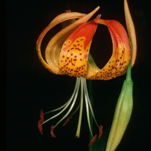 Lilium pardilinum, below lower Bear Camp, Sisquoc Riv.