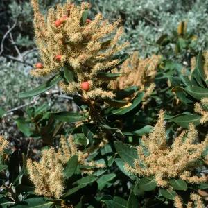 Chrysolepsis sempervirens, Onion Valley