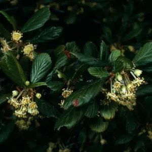 Cercocarpus betuloides, SBBG