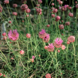 Monardella odoratissima, Wyman Cyn., White Mtns.