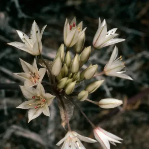Allium nevadense var. cristatum, N of Saline Valley