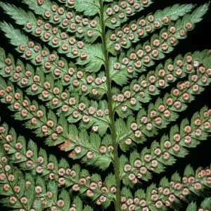Dryopteris arguta, W. Camino Cielo