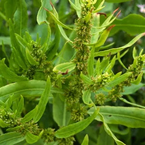 Rumex fueginus, Charcoal Cove, S. Miguel I.