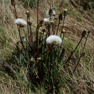 Agoseris grandiflora, Hoffmann Point Ridge, S. Miguel I.