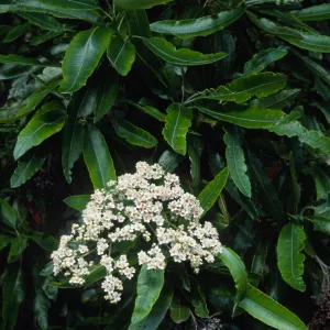 Lyonothamnus floribundus floribundus, Wrigley Garden, Catalina I