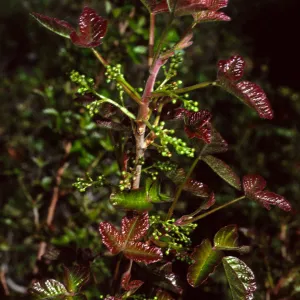 Toxicodendron, Tunnel Rd.