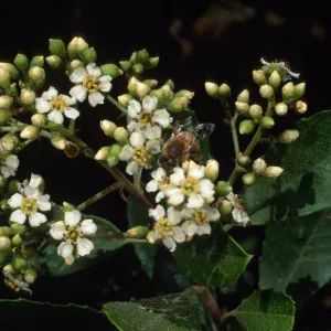 Heteromeles arbutifolia, SBBG