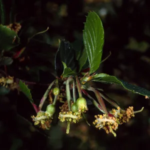 Cercocarpus betuloides, SBBG meadow