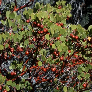 Arctostaphylos parryana