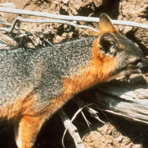 Island fox