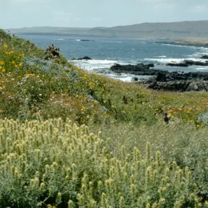 Castilleja grisea, Pyramid head