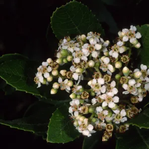 Heteromeles arbutifolia, SBBG