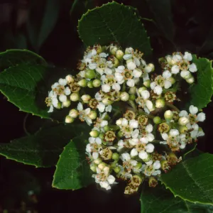Heteromeles arbutifolia, SBBG