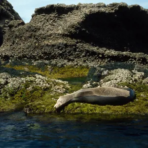 Sea lion, landing cove, S. Barbara I.
