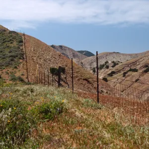 Fenceline, just W. of Montañon Cyn., S. Cruz I.