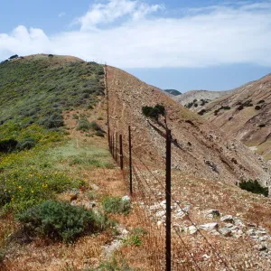 Fenceline, just W. of MontaÃ±on Cyn., S. Cruz I.