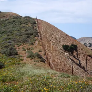 Fenceline, just W. of Montañon Cyn., S. Cruz I.