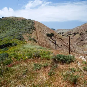 Fenceline, just W. of Montañon Cyn., S. Cruz I.