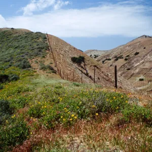 Fenceline, just W. of Montañon Cyn., S. Cruz I.