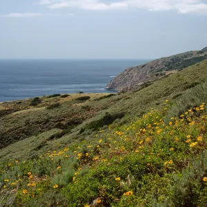 Encelia, SE end of island, W. of Montañon Cyn., S. Cruz I.